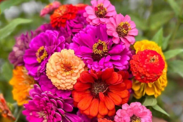 Are Coffee Grounds Good For Dahlias? Best Dahlia Fertilizers