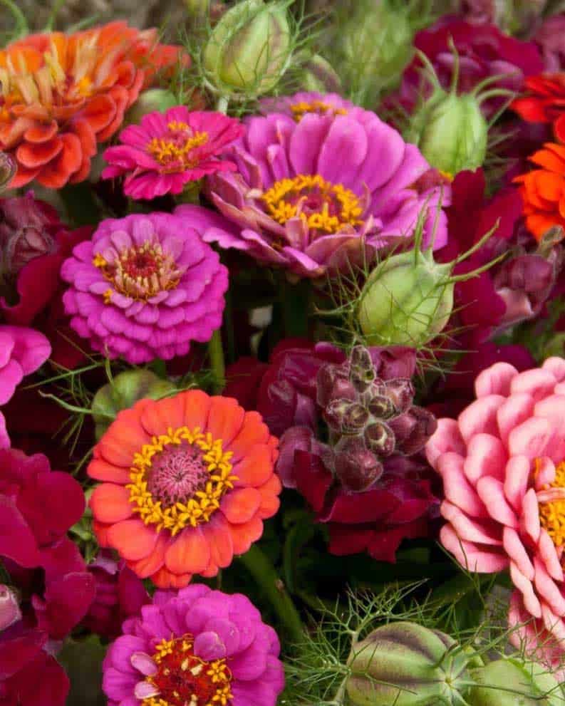 A bouquet of fresh zinnias mixed with snapdragons and other fresh flowers.