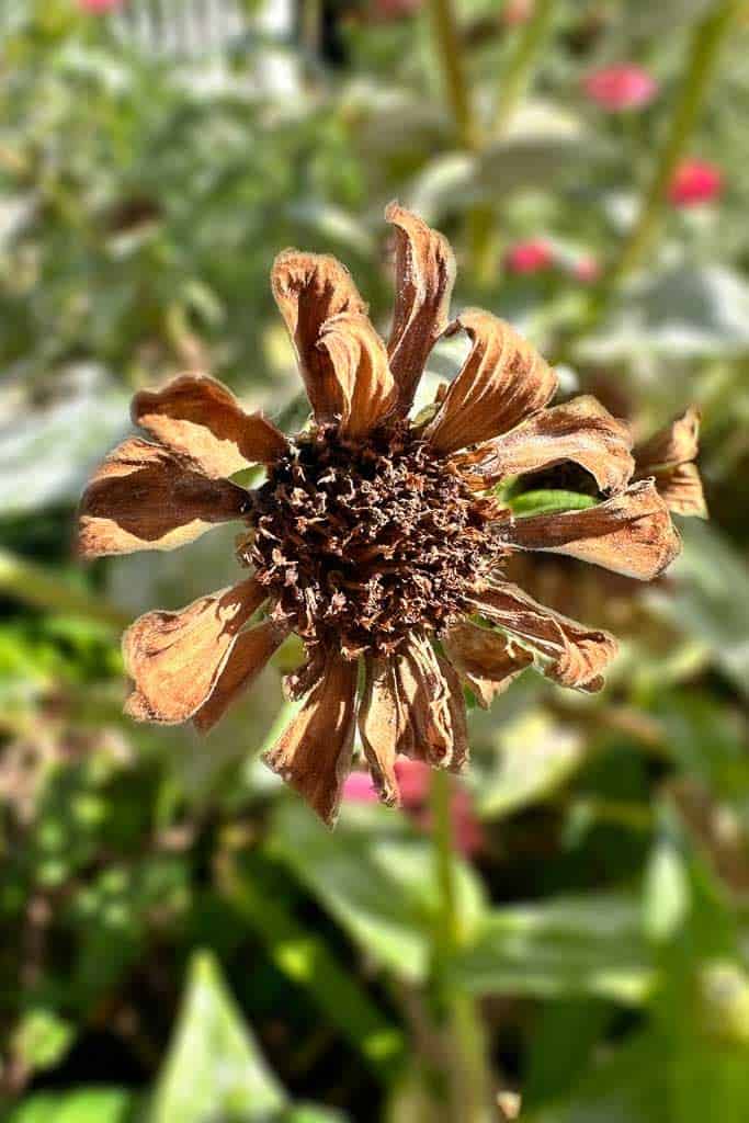 A Zinnia bloom that is ready to pick for seed harvesting.