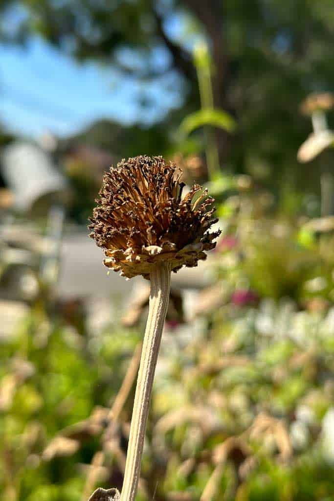 A Zinnia bloom that has dried on the stem and is ready to go to seed.
