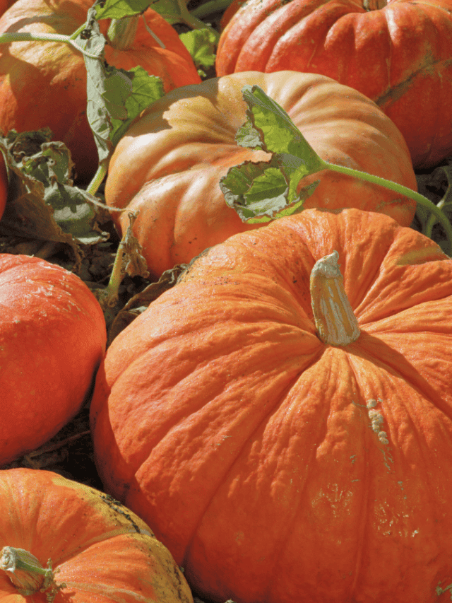 Cinderella pumpkins are sitting on the grass.