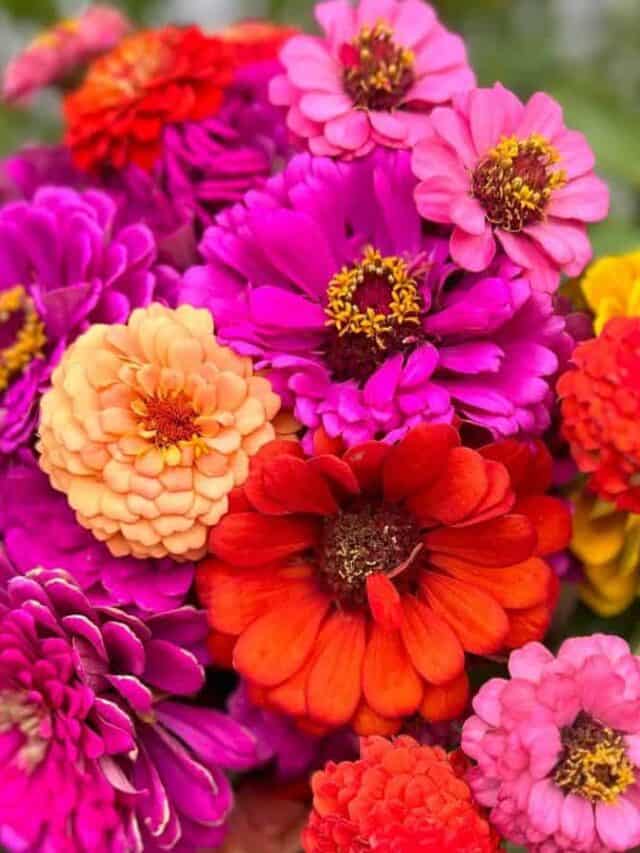 The secret to getting Zinnias to bloom longer