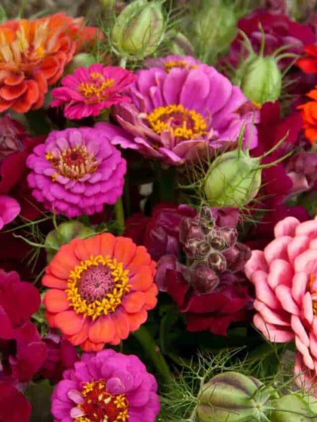 How to Have Zinnia Blooms all Summer Long