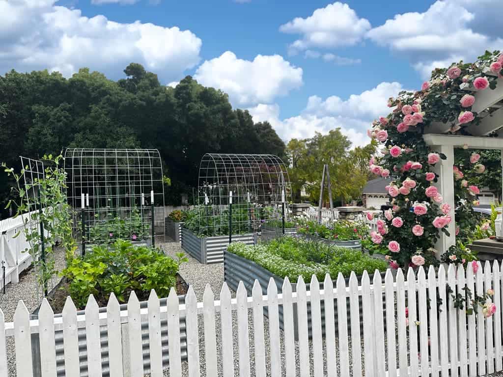 cut flower garden with raised beds, a white arbor and roses