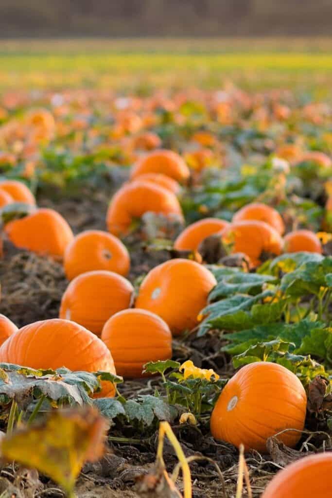 A PUMPKIN PATCH IS PLANTED NEAR A FIELD OF FLOWERS, WHICH AIDS IN POLLINATION.