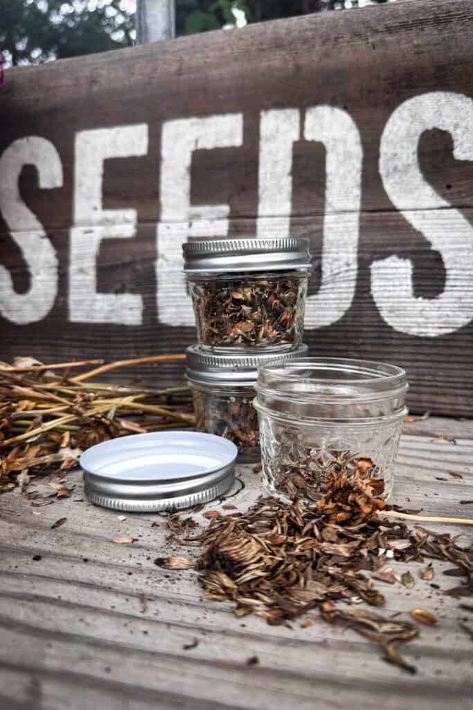 Zinna seeds are sitting on a workbench next to a wood seeds sign and getting put into small jars for safe storage.