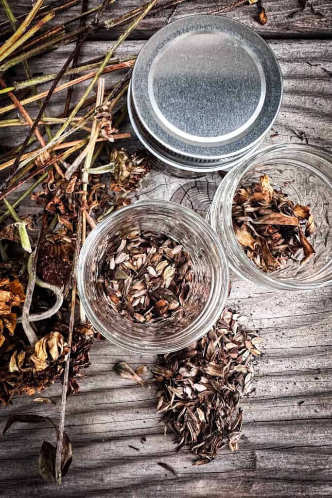 Zinnia seeds sitting on a workbench and getting put into small jars for safe storage for a seed exchange