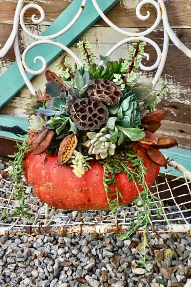 A large orange fairytale pumpkin with an arrangement of succulents planted