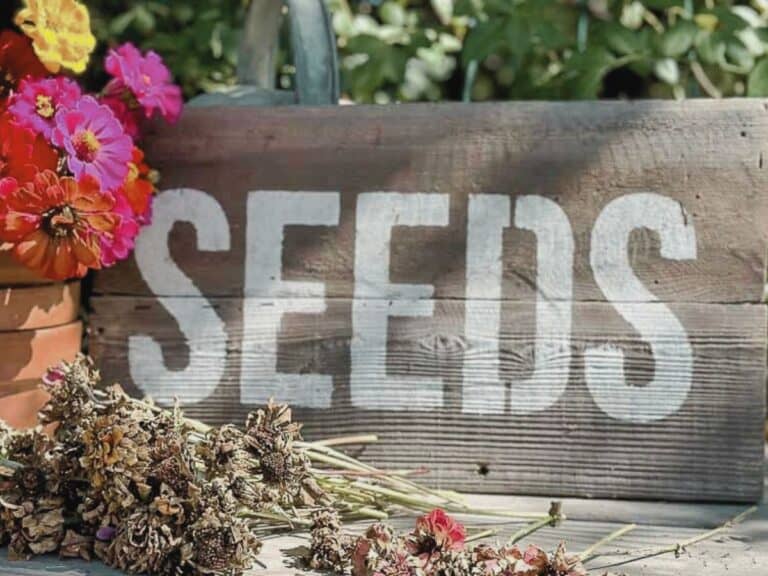 How to Harvest Zinnia Seeds From Flowers For Endless Blooms