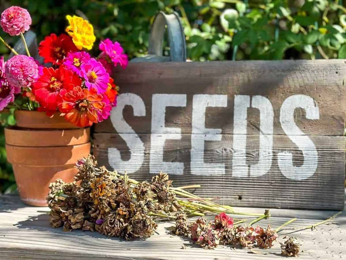 Cut zinnias sitting on a workbench getting ready to dry for harvesting the seeds. A fresh batch of cut zinnias brightens the table with their vibrant colors.