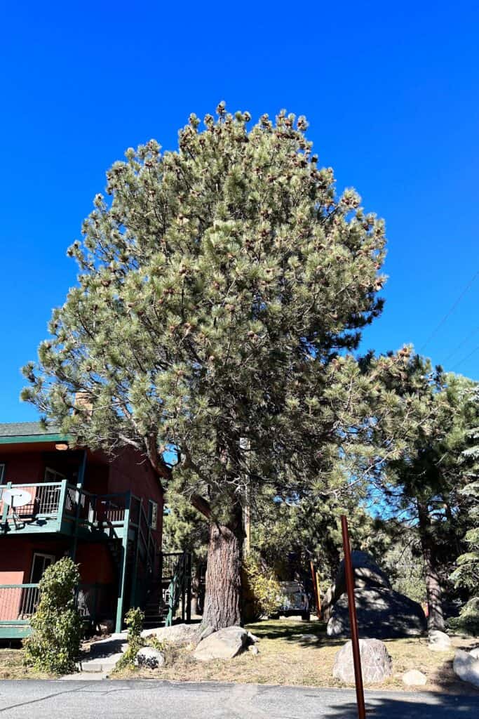 Very large pine tree full of pine cones