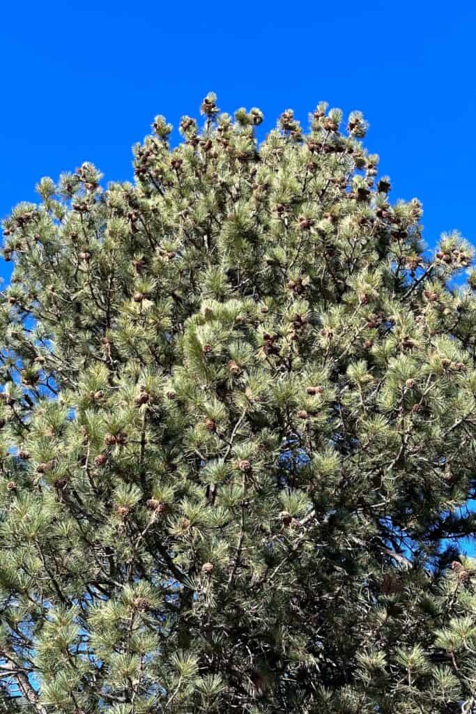 A huge pine tree full of pine cones.