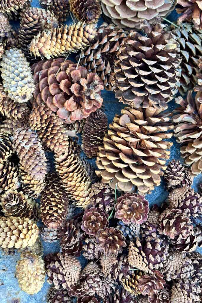 Assortment of different pine cones lying on the ground.
