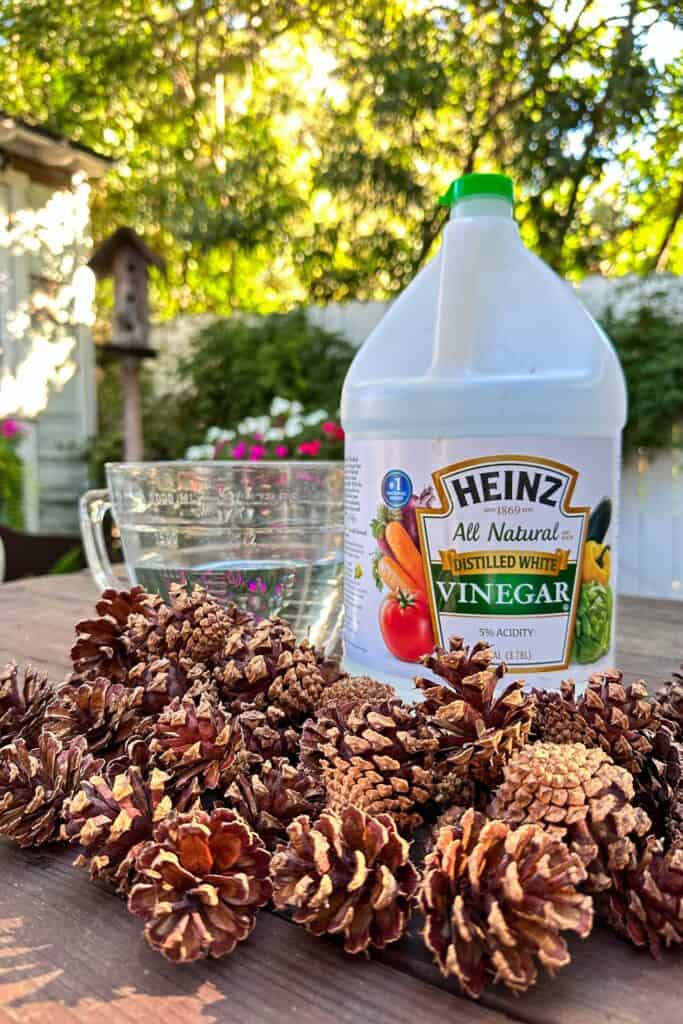 Supplies needed to clean pine cones including vinegar and water.