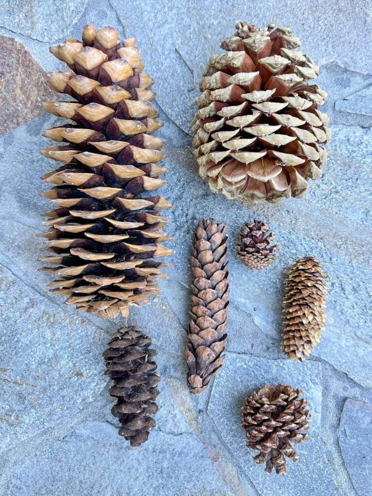 A Display of seven different kinds of pine cones found in Mammoth Lakes, CA.