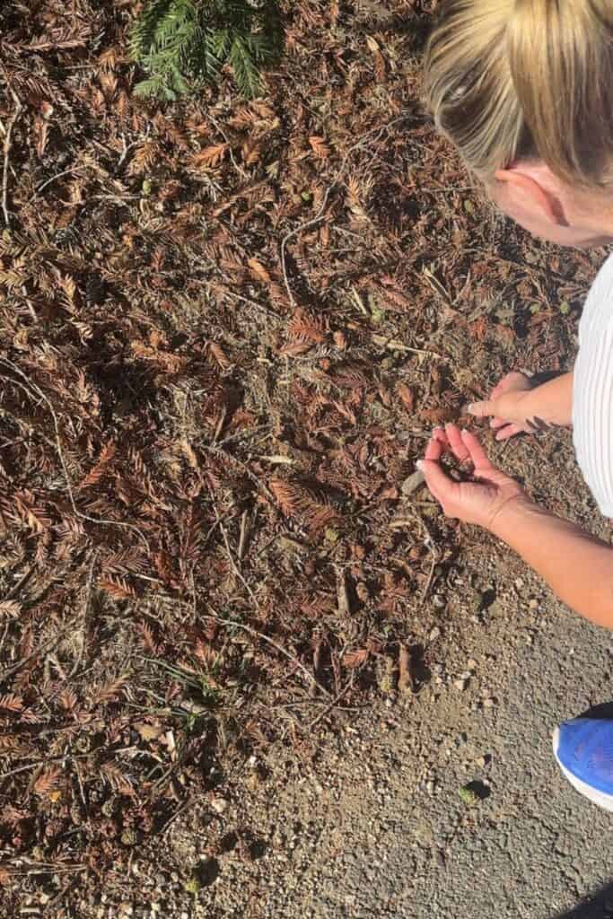 Girl picking pinecones up off of the ground. 