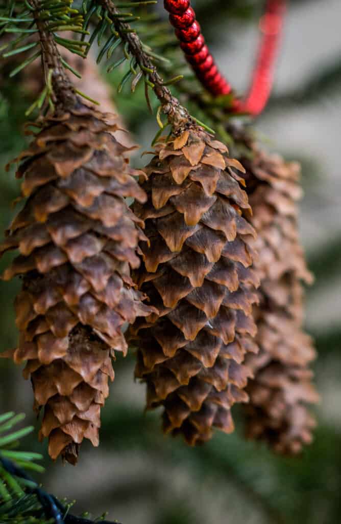 Pine cone ornaments hanging on a tree
