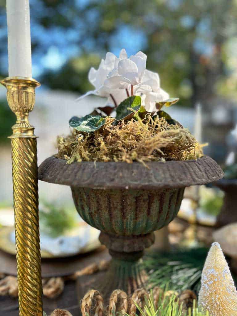 A vintage urn holds white cyclamen on a wood farm table decorated for Christmas using a rustic theme.