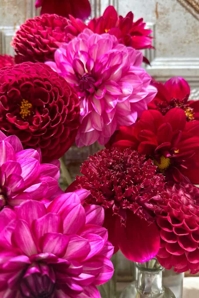 Pink and red dahlias