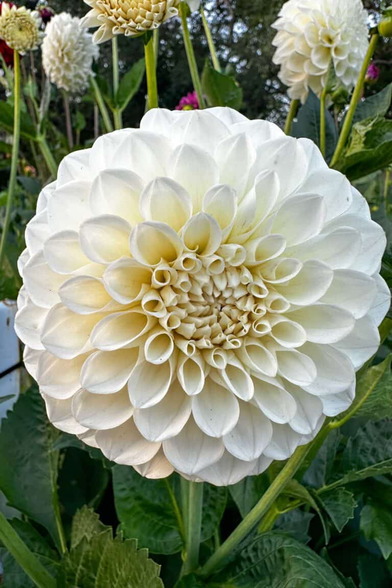 Are Coffee Grounds Good For Dahlias? Best Dahlia Fertilizers