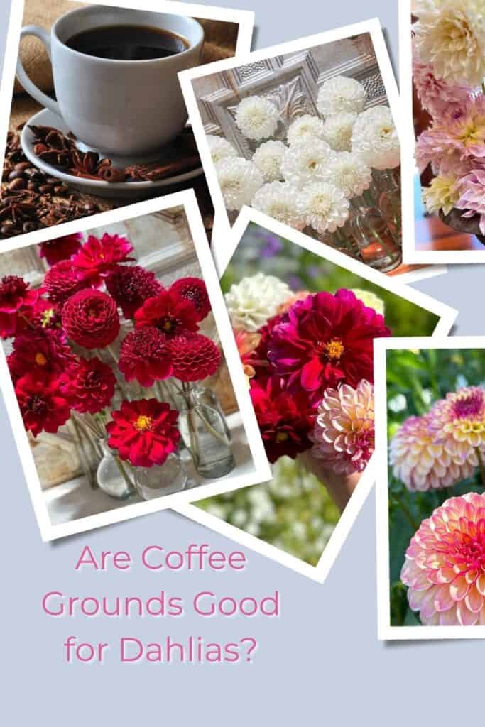 Pinterest Image for a blog post about coffee and dahlias. 