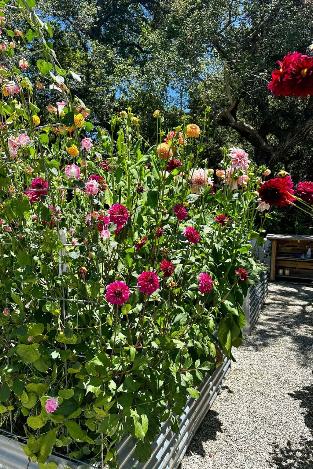 Are Coffee Grounds Good For Dahlias? Best Dahlia Fertilizers