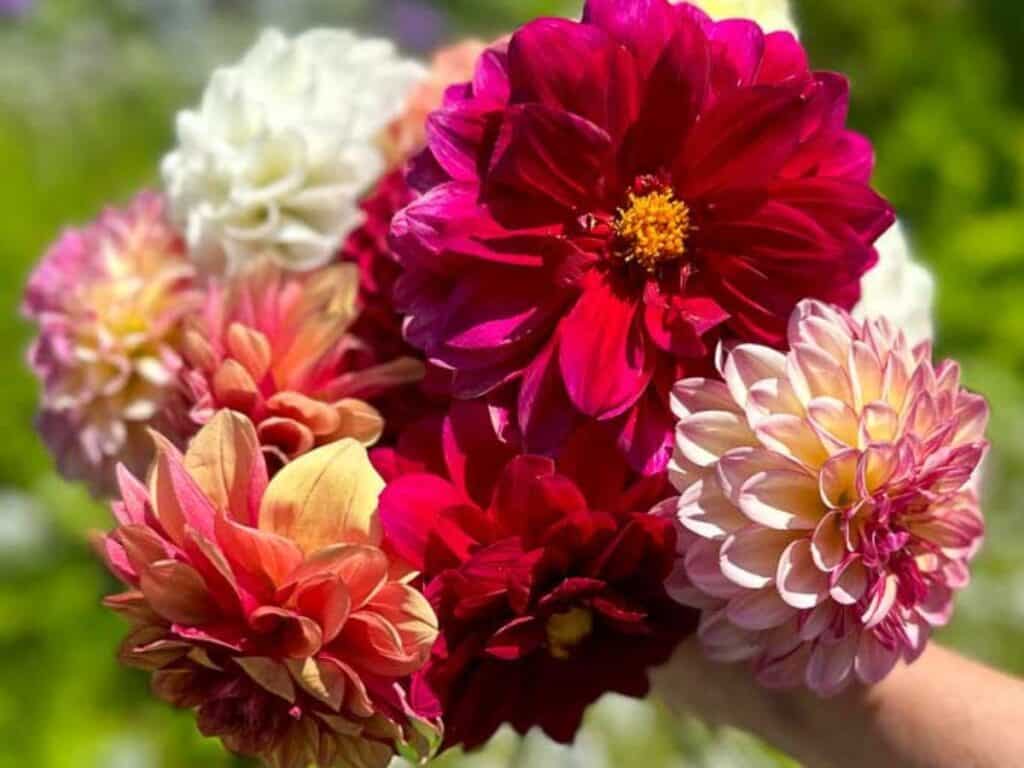 A close-up of a vibrant bouquet of flowers held in someone's hand, featuring large, colorful blooms in shades of deep red, pink, white, and peach. The background is a blurred, lush green garden. Ever wondered if coffee grounds are good for dahlias? This garden thrives on such thoughtful touches.