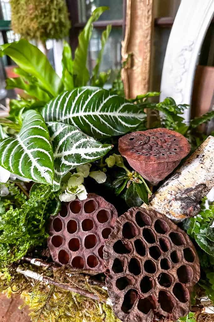 A living green planter basket for indoors. The perfect addition for some winter decor. 