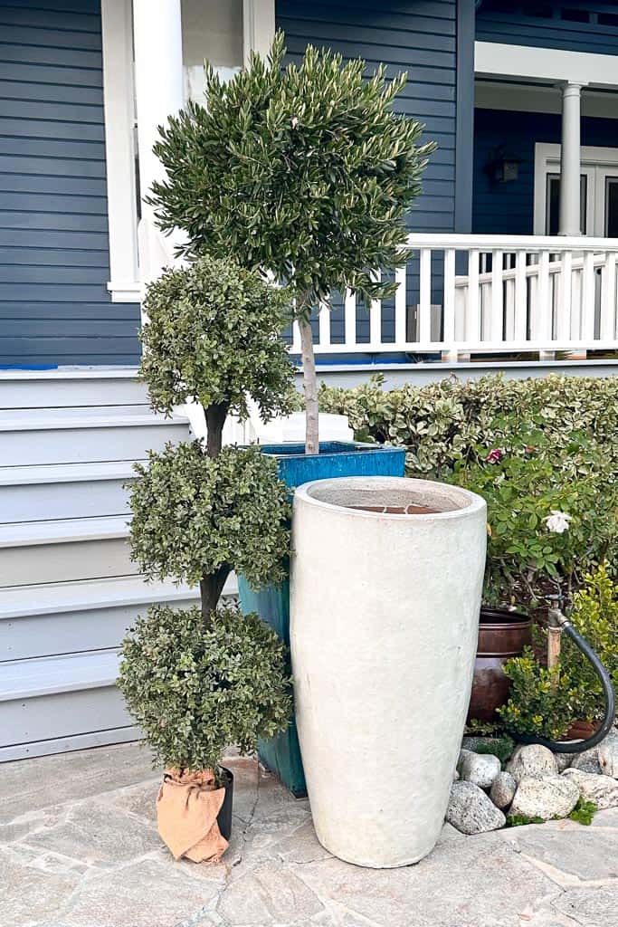 Olive topiaries are sitting in front of the blue and white houses that need to be re-potted into the white pots. 