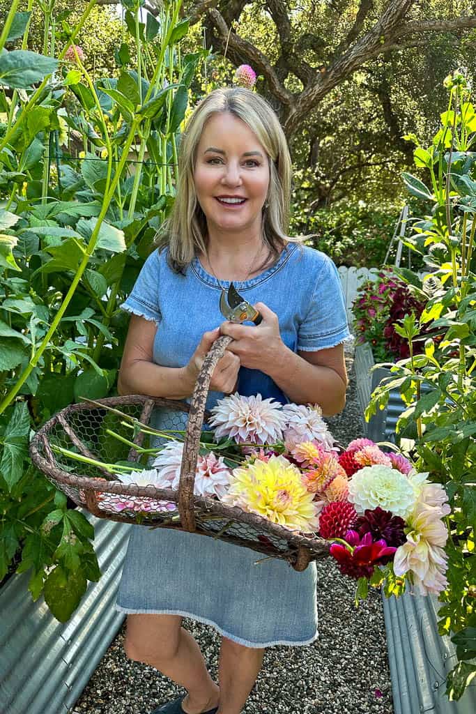 Wendy is holing a basket of Dahlias she just cut from the garden. 