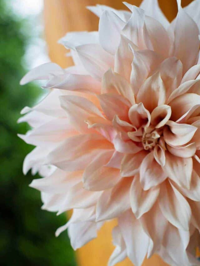 Cafe Au Lait Dahlia