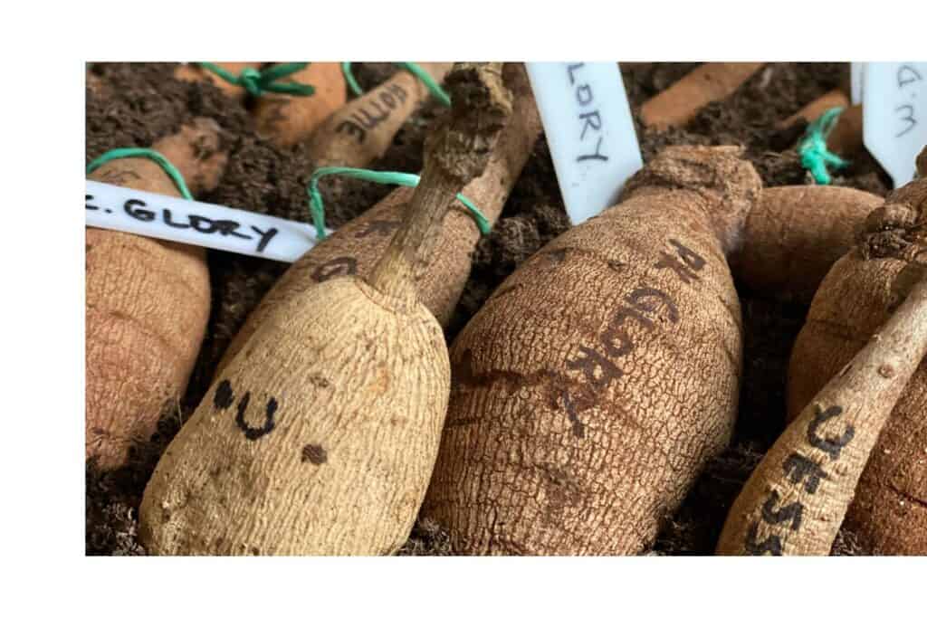 Labeled dahlia tubers 