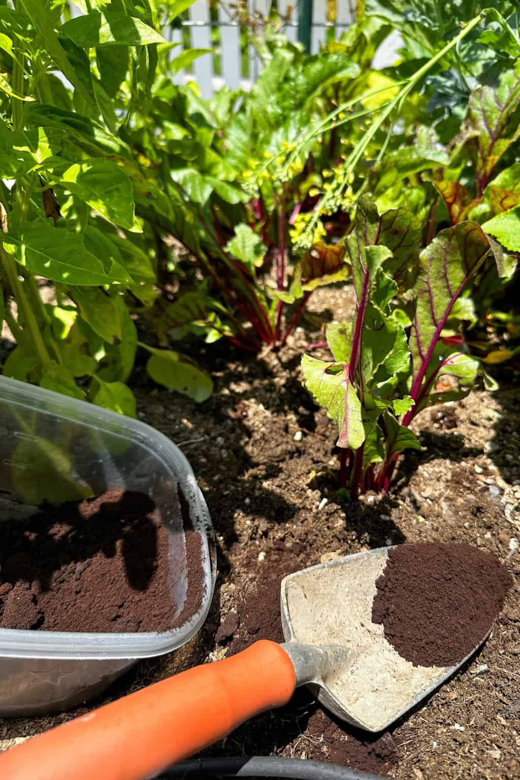 Are Coffee Grounds Good For Dahlias? Best Dahlia Fertilizers