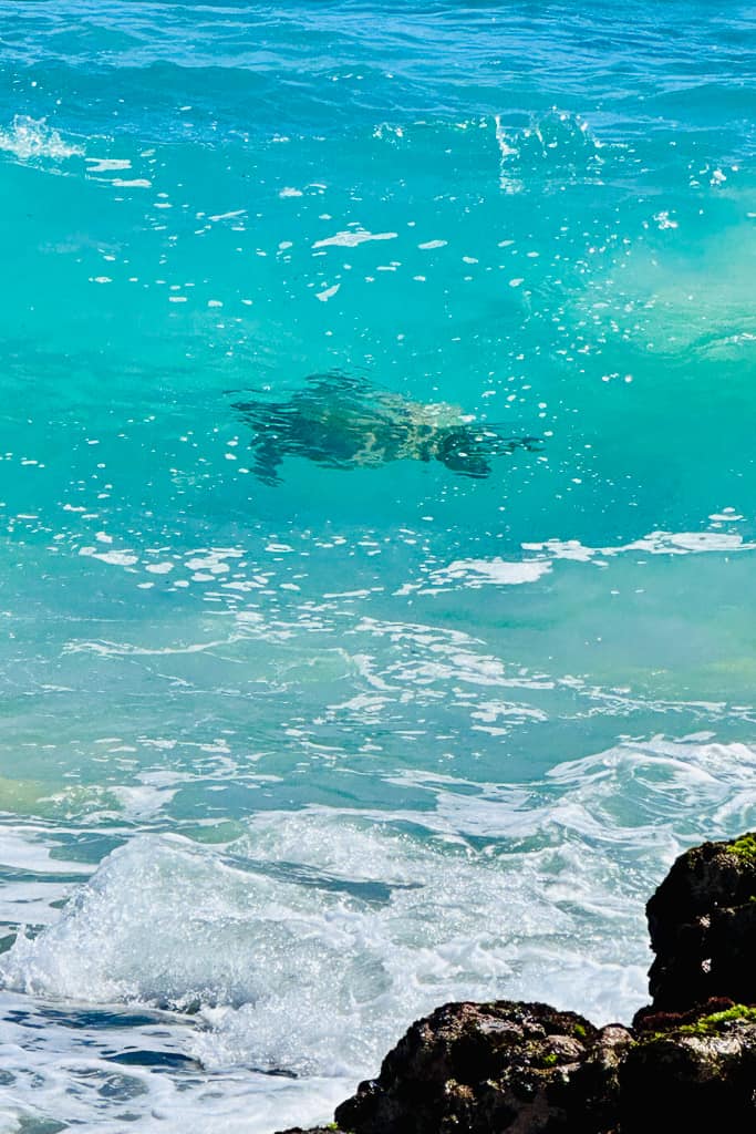 Turtles swimming in Hawaii in the ocean 