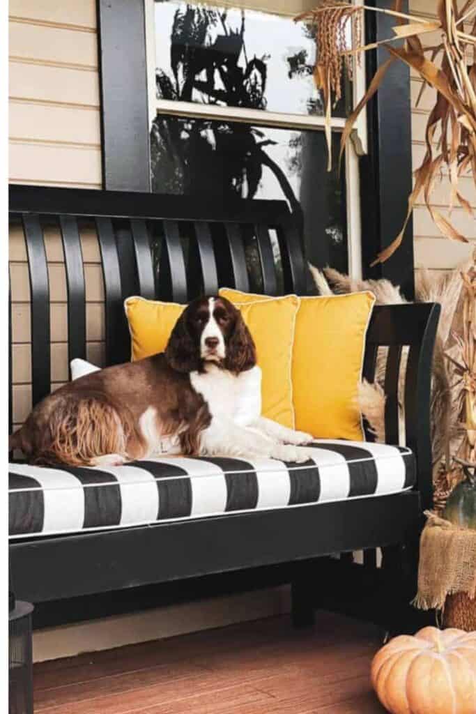 Black porch bench with a dog on it for a fall display.
