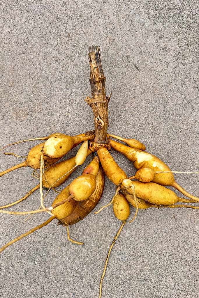 A bunch of freshly harvested yellowish-brown tubers with thin roots attached, emerging from a single central stem, displayed on a rough, gray surface. The tubers vary in size and shape, resembling finger-like projections.