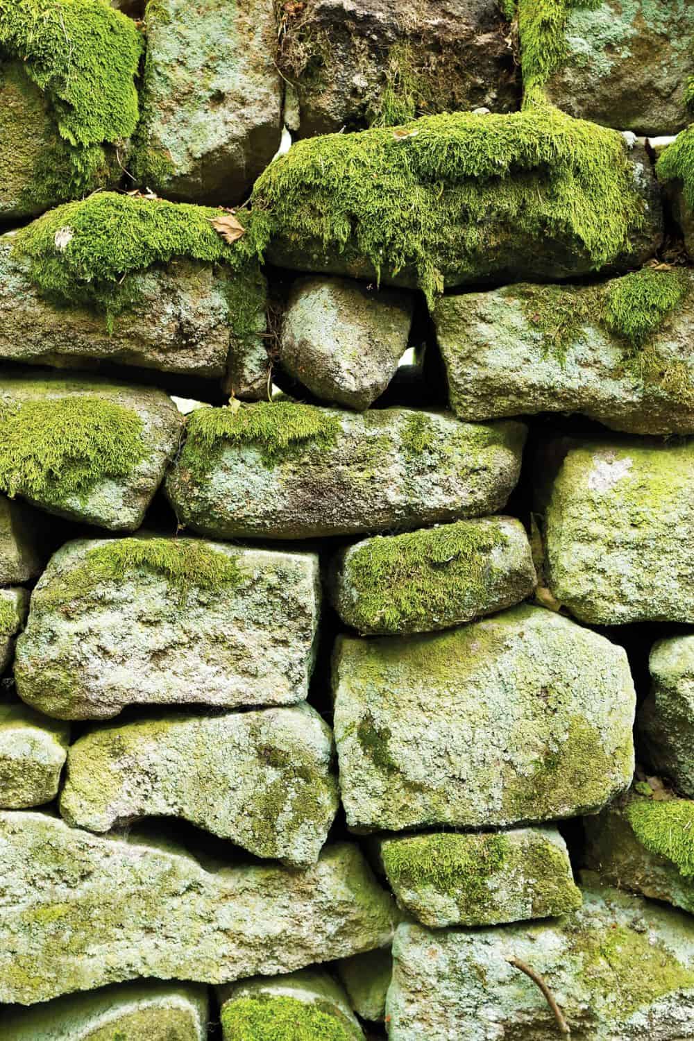 Mossy Rocks 