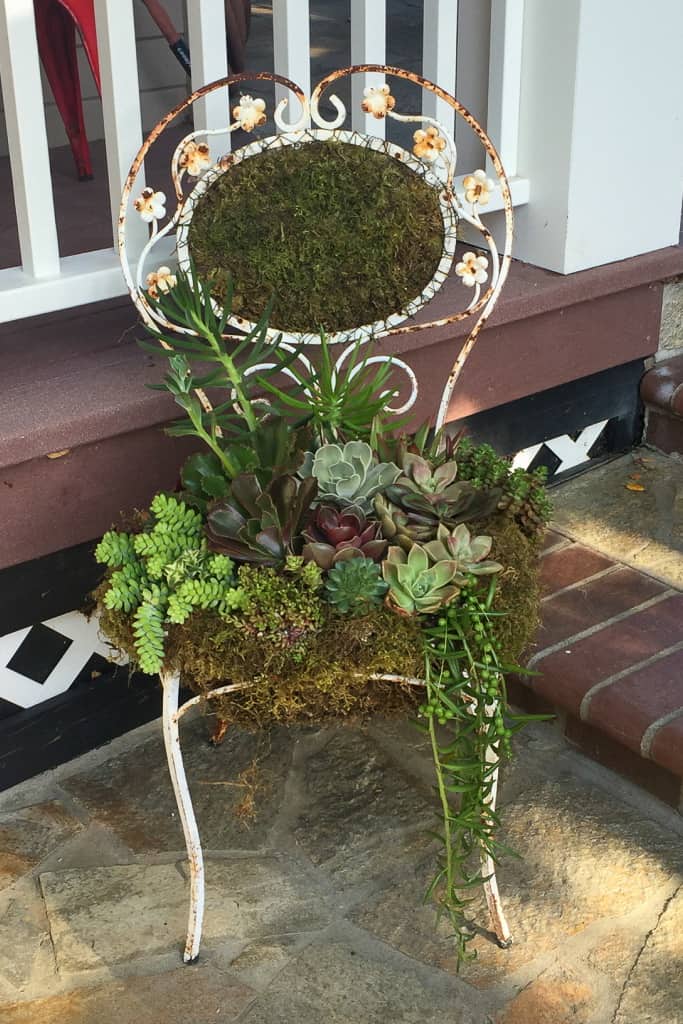 Metal garden chair planted with succulents. 