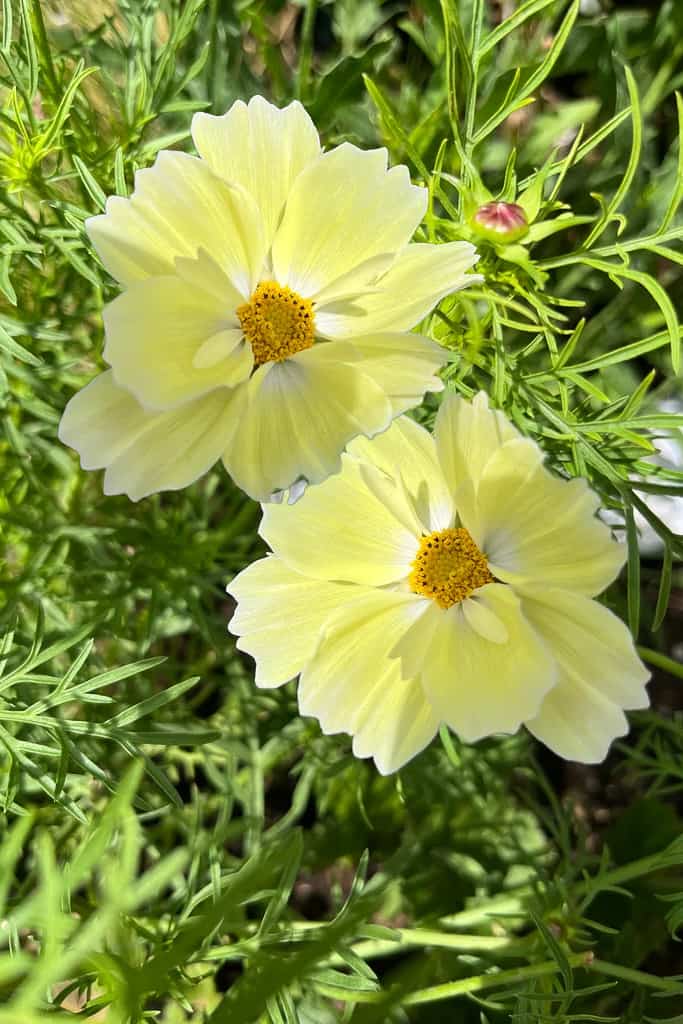 Two yellow Xanthos Cosmos in the garden.