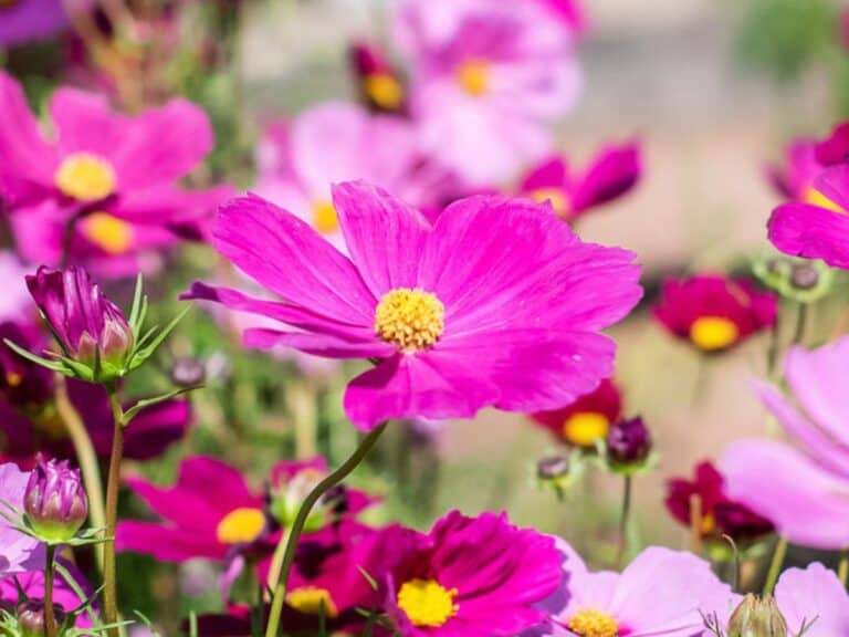Cosmos: How to Plant, Grow, and Nurture Cosmos Flowers