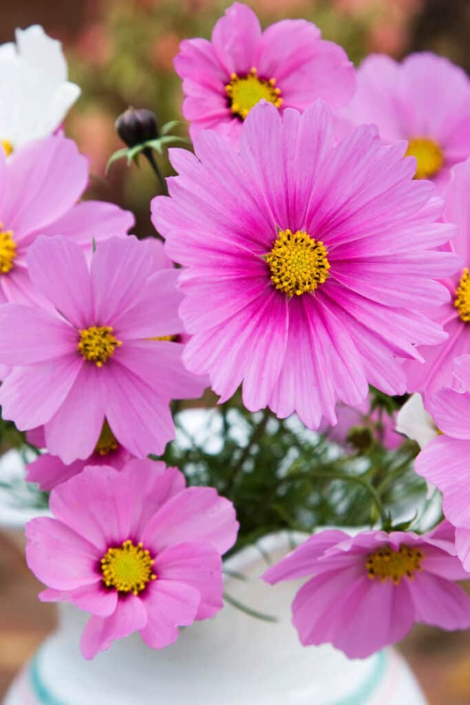 Pink and white cosmos in a white vase.