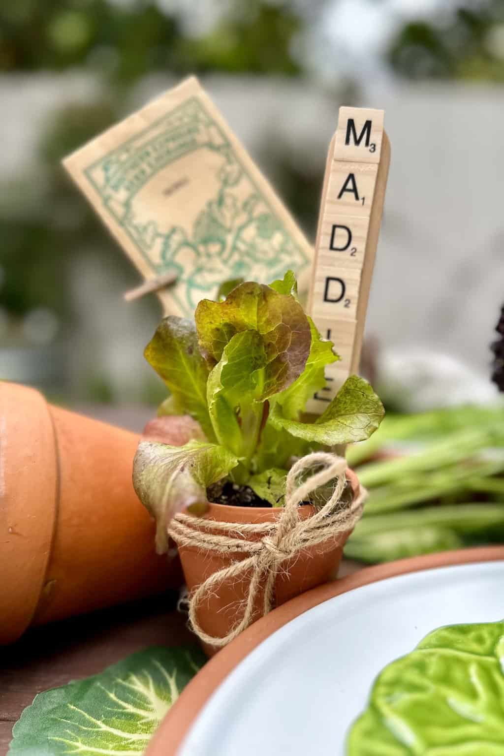 This is a DIY favor to give your guests at a garden party. Start with a terra-cotta pot; add a lettuce plant, a name stake, and a packet of seeds, all wrapped with twine. 