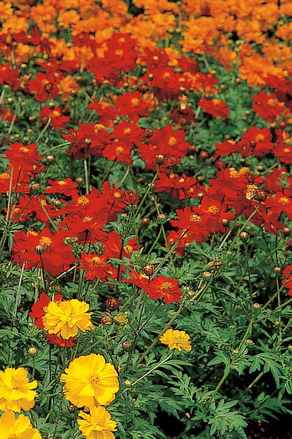 A field of red, gold, and orange Ladybird cosmos.