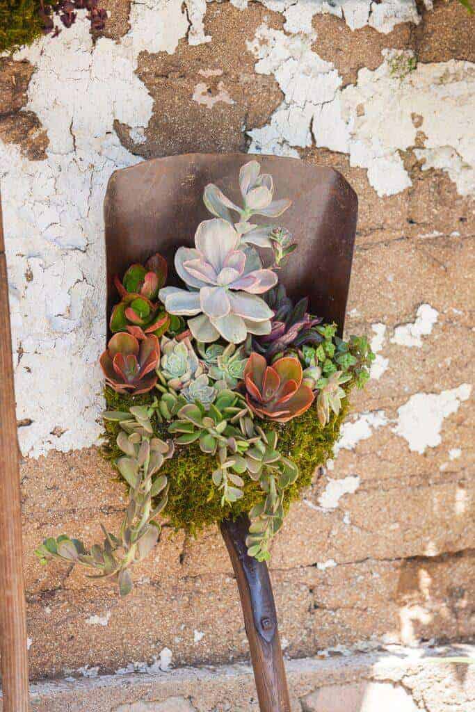 Showing a finished shovel that is planted with succulents and leaning against a chippy wall.