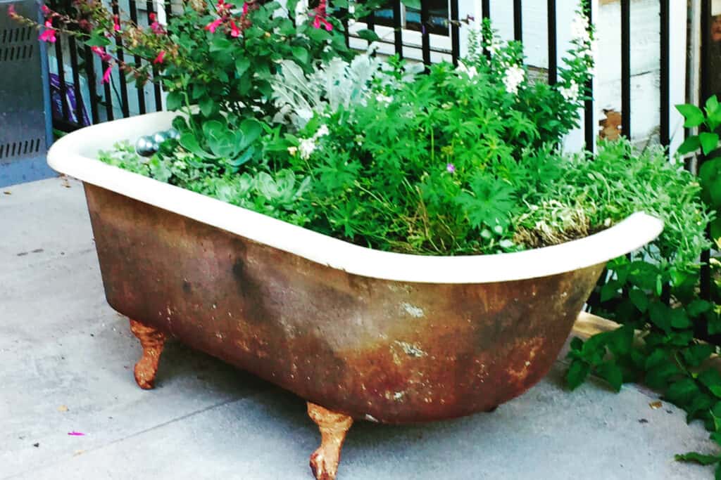 A rusty claw bathtub filled with salvia and green plants sits on the pool's side.