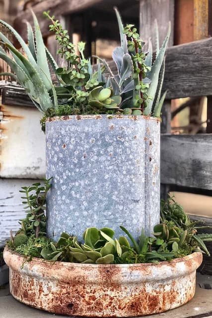 A rustic chicken feeder filled with plants.