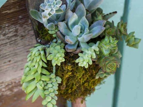 How to Repurpose Old Tools into Succulent Planters