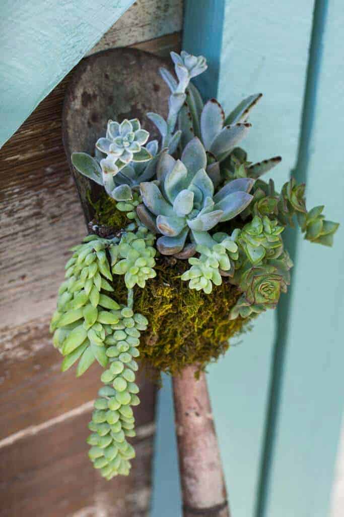A rustic small shovel that is planted with succulents and moss leaning against the shed.
