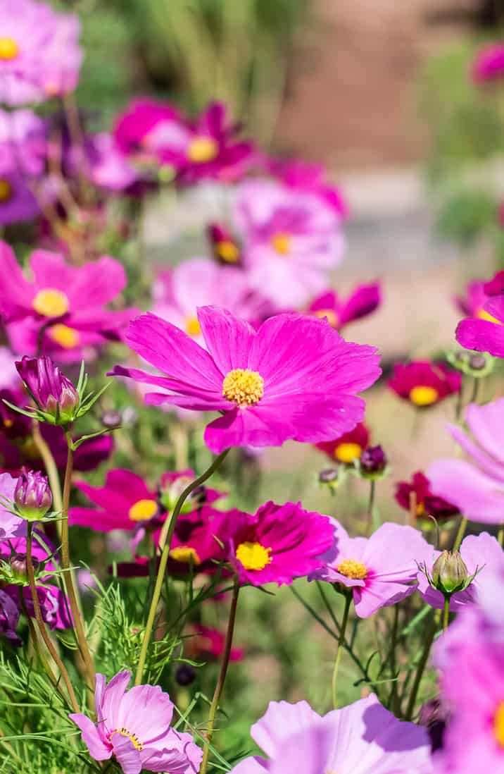 Cosmos: How to Plant, Grow, and Nurture Cosmos Flowers