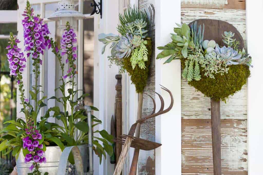 Vintage garden tools planted with succulents and leaning against the shed with lots of purple foxgloves.